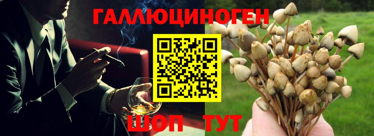 Галлюциногенные грибы прущие грибы  Вход с VPN  Красный Сулин  Галлюциногенные грибы Psilocybine cubensis 